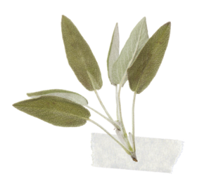 naturopathie4